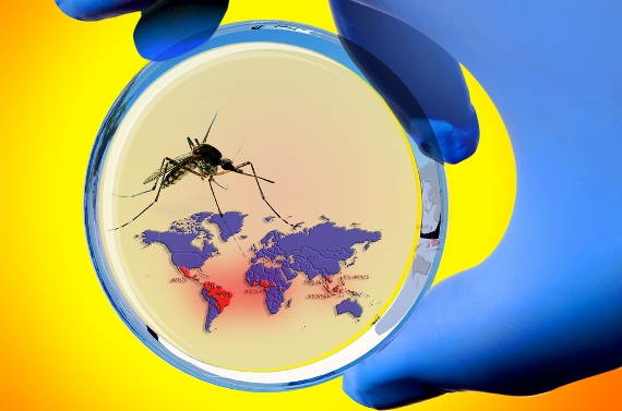 Ministério da Saúde declara fim da Emergência Nacional para Zika e microcefalia 