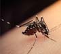 Autoridades de saúde debatem ações contra vírus transmitidos por mosquitos, entre eles zika e dengue