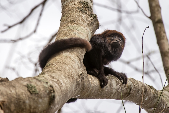 Macacos são aliados da saúde no combate à Febre Amarela
