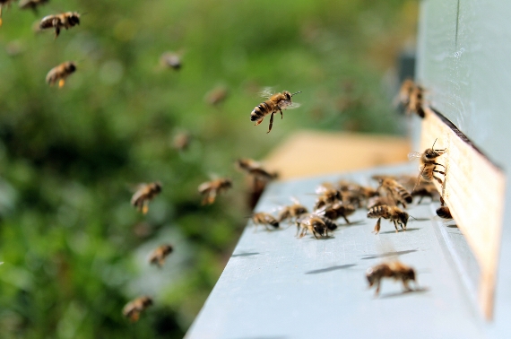 Soro contra veneno de abelhas inédito no mundo começa a ser testado em humanos