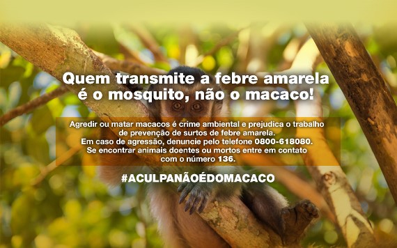 Febre amarela: desinformação e desconhecimento tem feito população agredir e matar macacos