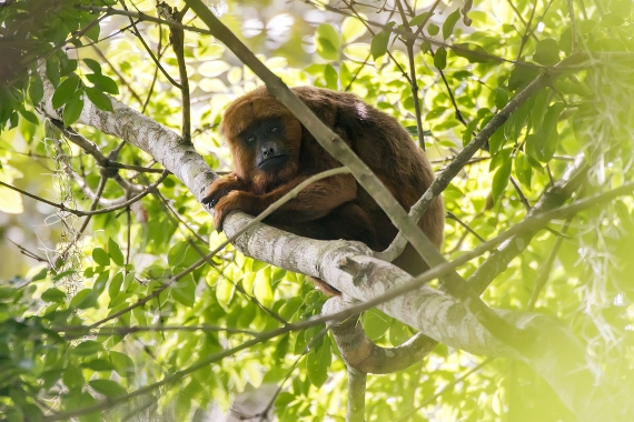 Morte de macacos prejudica controle da febre amarela