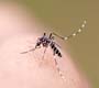 Aedes aegypti: um inimigo a ser combatido