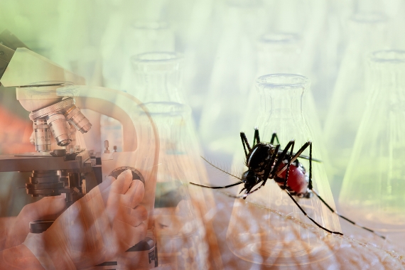 Estudos alertam para relevância de ações de vigilância para controle das doenças transmitidas pelo Aedes aegypti