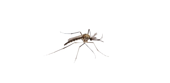 Rede global de pesquisa sobre a resistência do Aedes aegypti a inseticidas