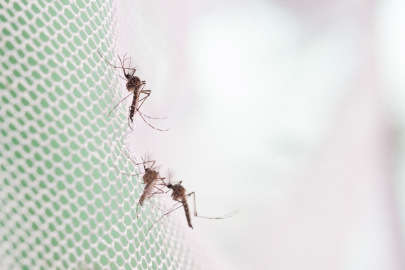 Levantamento sobre infestação do mosquito passa a ser obrigatório
