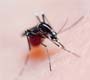 Febre chikungunya: saiba mais sobre a doença