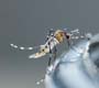 Brasil e Colômbia planejam ações conjuntas para combater o Aedes aegypti
