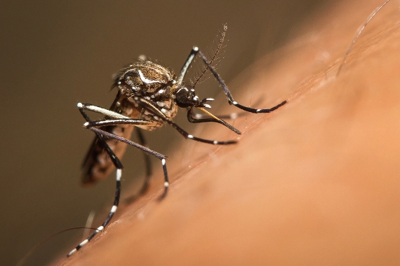 Instituto Oswaldo Cruz aponta Aedes aegypti como principal forma de infecção por zika