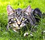 Esporotricose: saiba mais sobre a doença fúngica que pode ser transmitida por gatos