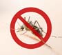 Estatais fazem ações de combate ao Aedes aegypti