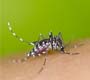 Exames para confirmar zika deverão ser realizados por planos de saúde