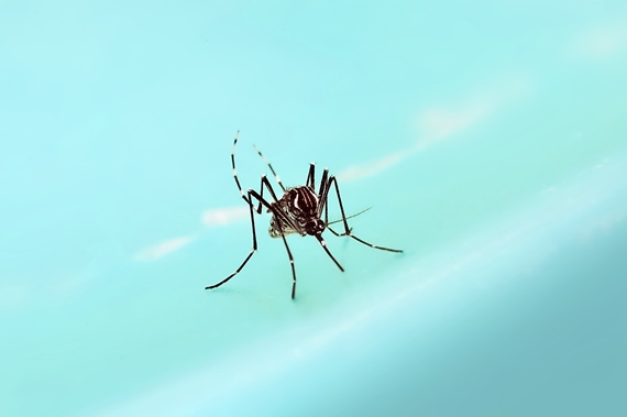 Bactéria Wolbachia reduz transmissão de zika pelo Aedes