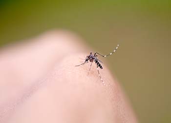 Dengue, chikungunya e Zika: três doenças, um mesmo mosquito transmissor e uma única forma de combate: a prevenção