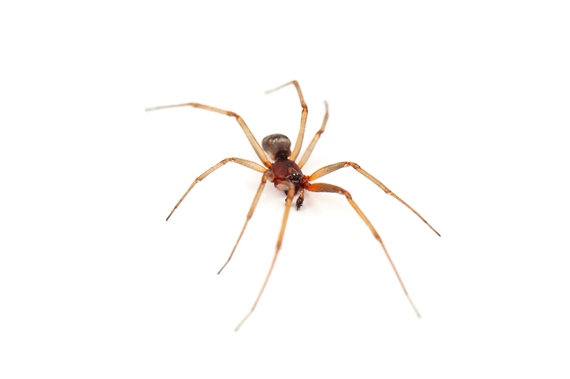 Prevenção: como evitar picadas de cobras, escorpiões ou aranhas