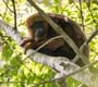 Morte de macacos prejudica controle da febre amarela