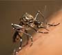 Instituto Oswaldo Cruz aponta Aedes aegypti como principal forma de infecção por zika