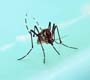 Bactéria Wolbachia reduz transmissão de zika pelo Aedes