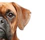 Campanha Estadual de Vacinação Antirrábica Canina e Felina será realizada em setembro