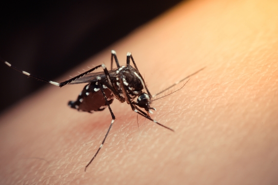 Autoridades de saúde debatem ações contra vírus transmitidos por mosquitos, entre eles zika e dengue