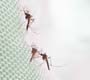 Fiocruz Amazonas usa mosquitos para disseminar larvicida