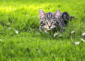 Esporotricose: saiba mais sobre a doença fúngica que pode ser transmitida por gatos