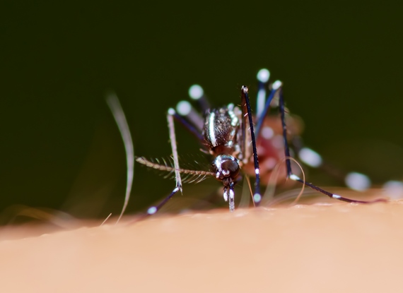 Fiocruz realiza seminário sobre chikungunya no Rio