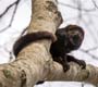 Macacos são aliados da saúde no combate à Febre Amarela