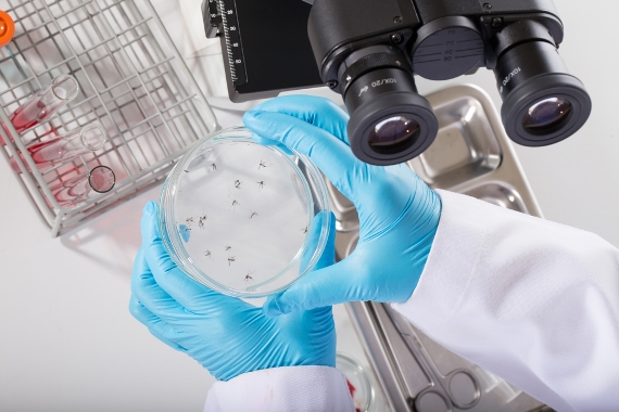 Febre amarela: estudo identifica mosquitos causadores de surtos