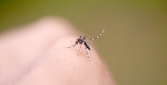 Aedes aegypti: um inimigo a ser combatido