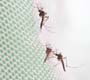 Levantamento sobre infestação do mosquito passa a ser obrigatório
