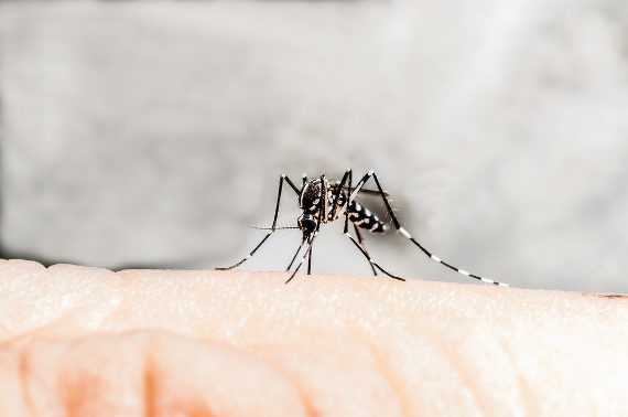 Ministério da Saúde convoca sociedade para combate ao mosquito