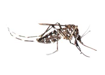 Pesquisa internacional de combate a dengue é apresentada no Brasil
