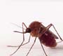 Fiocruz identifica Culex no Recife com potencial para transmitir o vírus zika