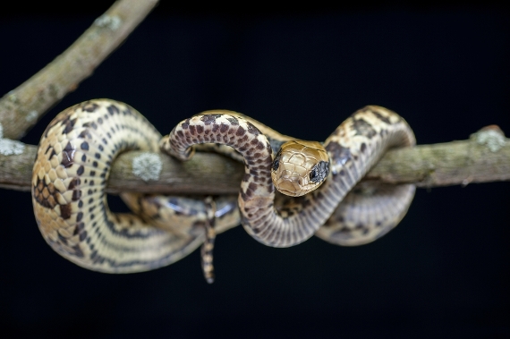Acidentes com animais peçonhentos aumentam no período chuvoso