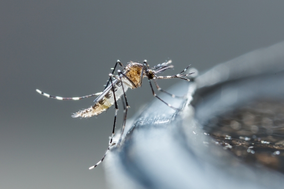 Brasil e Colômbia planejam ações conjuntas para combater o Aedes aegypti
