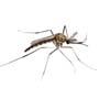 Rede global de pesquisa sobre a resistência do Aedes aegypti a inseticidas