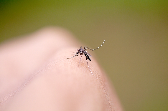 SES e Fiocruz discutem parceria contra dengue, zika e chikungunya