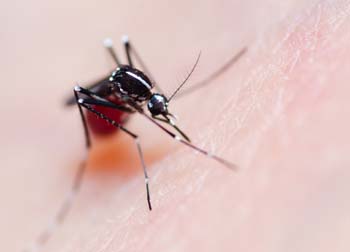 Febre chikungunya: saiba mais sobre a doença