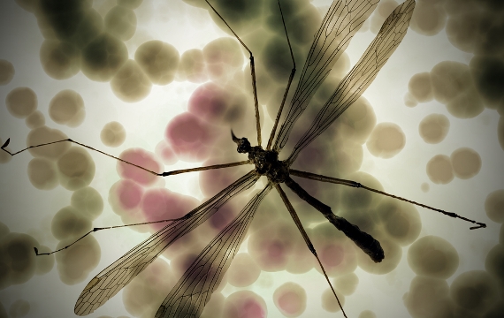 Opas lança edital para zika na América Latina e no Caribe