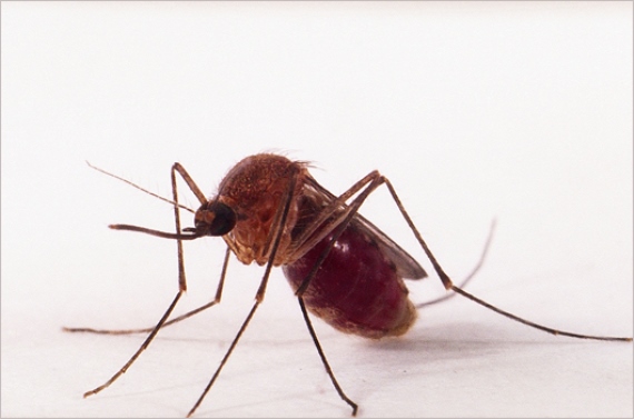Fiocruz identifica Culex no Recife com potencial para transmitir o vírus zika
