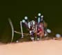 Fiocruz realiza seminário sobre chikungunya no Rio