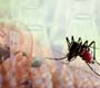 Estudos alertam para relevância de ações de vigilância para controle das doenças transmitidas pelo Aedes aegypti
