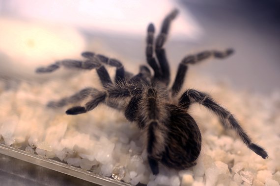 Vital Brazil alerta: no verão, aumenta o risco de acidentes com peçonhentos