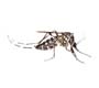 Pesquisa internacional de combate a dengue é apresentada no Brasil