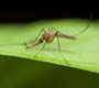Malária: casos confirmados no Rio não caracterizam surto da doença